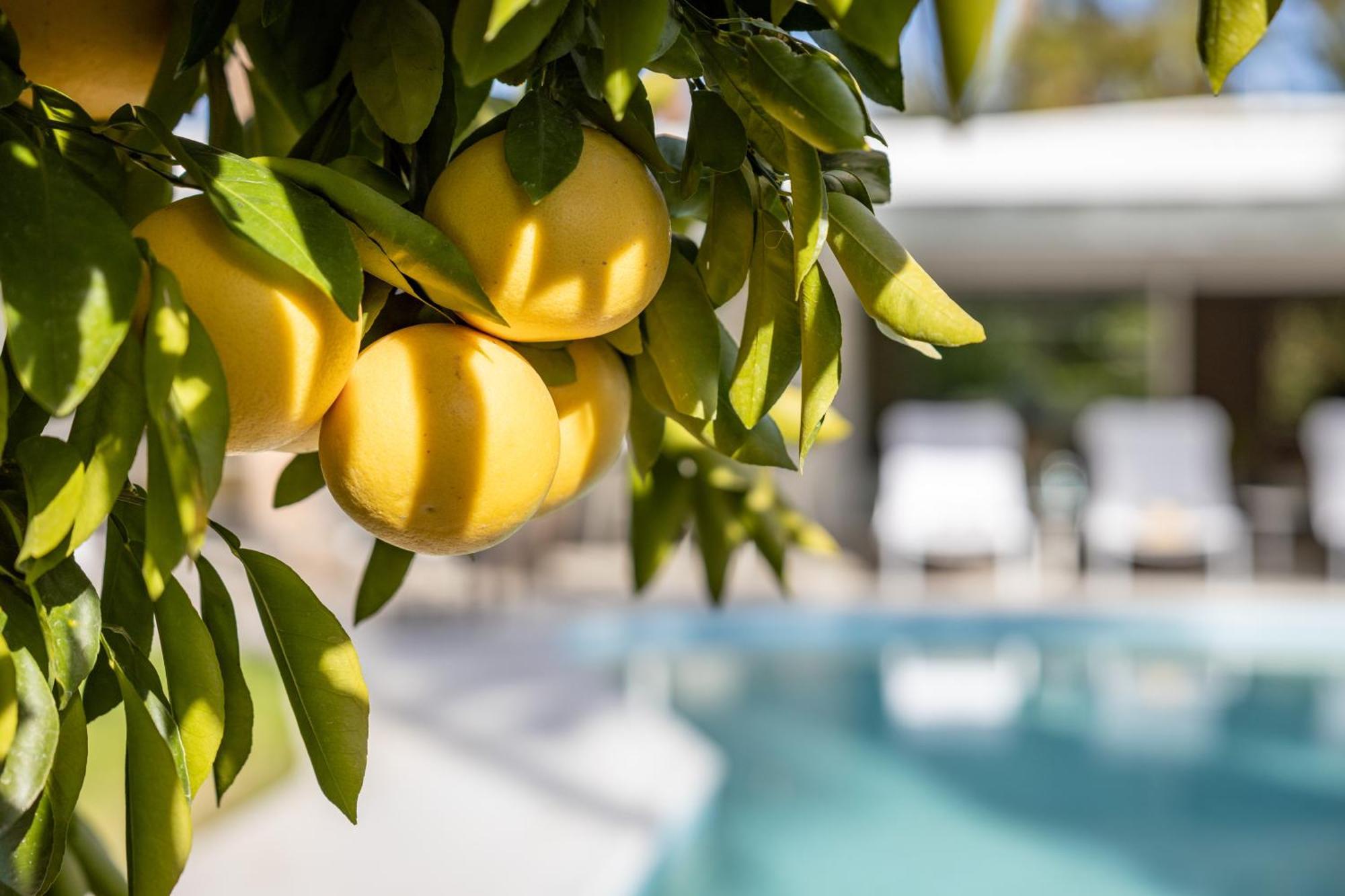 Casa Cactus By Acme House Company Villa Palm Springs Eksteriør billede